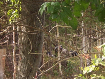 Paintball_2006_30