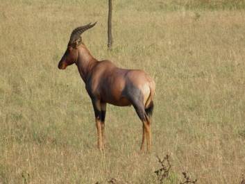 Afrika_328