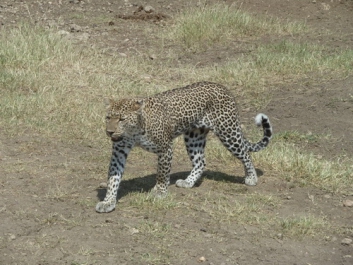 Afrika_229
