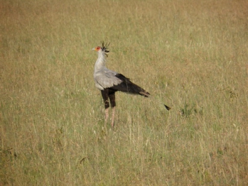 Afrika_329