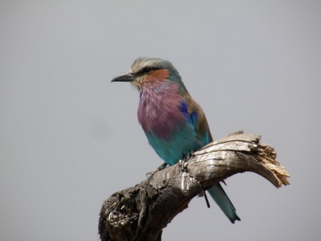 Afrika_339