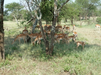 Afrika_064