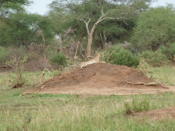 Afrika_243