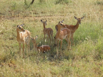 Afrika_334
