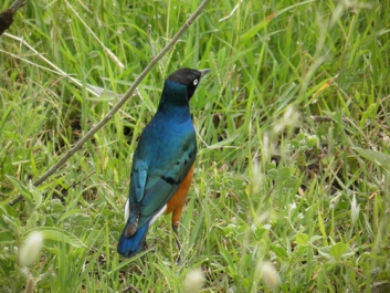 Afrika_337
