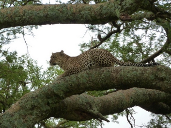 Afrika_239
