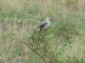 Afrika_080