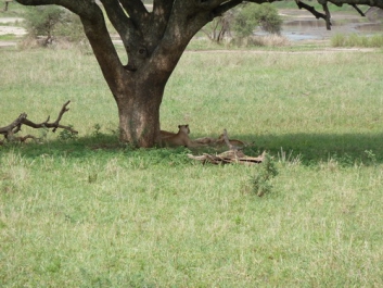 Afrika_251