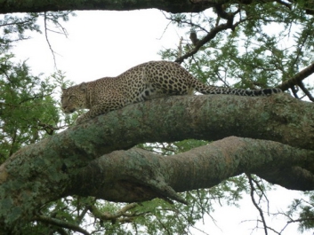 Afrika_071