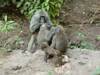 Afrika_009