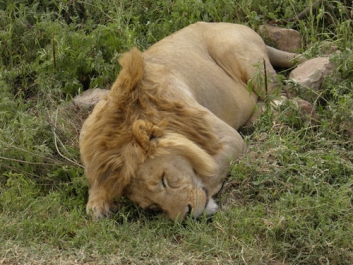 Afrika_294