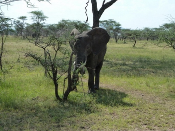 Afrika_232