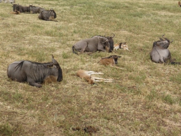 Afrika_299