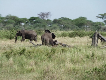 Afrika_230