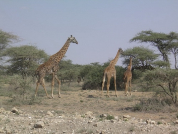 Afrika_306