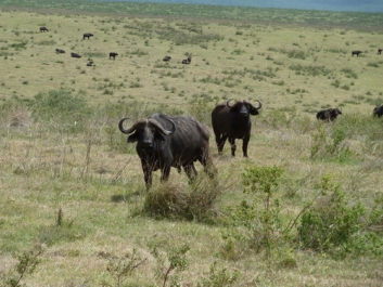 Afrika_168