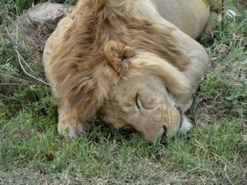 Afrika_174