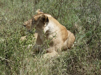 Afrika_039