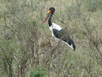 Afrika_065